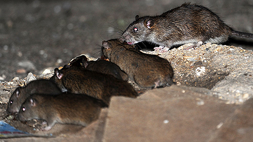 Das Unternehmen Klop Kontrol führt nicht nur die Schädlingsbekämpfung, sondern auch die Entratung von Räumlichkeiten (Beseitigung von Mäusen und Ratten) durch. Das Unternehmen Klop Kontrol führt nicht nur die Schädlingsbekämpfung, sondern auch die Entratung von Räumlichkeiten (Beseitigung von Mäusen und Ratten) durch.