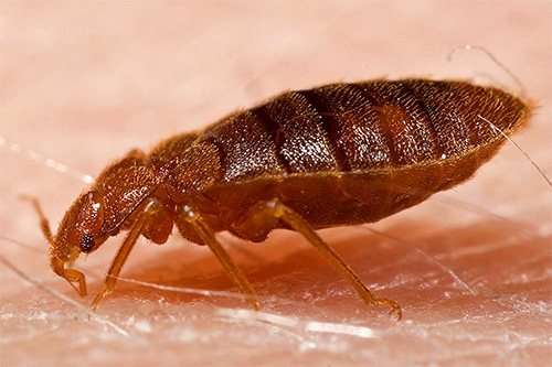 Eine der gefragtesten Dienstleistungen des Unternehmens Klop Kontrol ist die Entwesung, also die Vernichtung von Insekten. Eine der gefragtesten Dienstleistungen des Unternehmens Klop Kontrol ist die Entwesung, also die Vernichtung von Insekten.