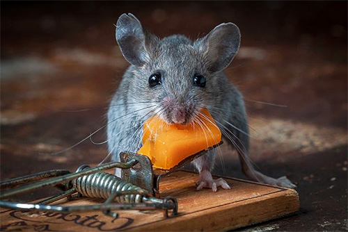 Die Vernichtung von Mäusen und Ratten in Innenräumen ist ebenfalls eine sehr gefragte Dienstleistung in Moskau und Umgebung. Die Vernichtung von Mäusen und Ratten in Innenräumen ist ebenfalls eine sehr gefragte Dienstleistung in Moskau und Umgebung.