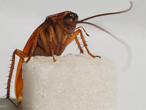 Wenn Sie Kakerlaken plagen – die Spezialisten von Klop Kontrol werden Sie sehr schnell von ihnen befreien, und mit hoher Wahrscheinlichkeit werden Sie diese Insekten mindestens ein Jahr lang nicht mehr sehen. Wenn Sie Kakerlaken plagen – die Spezialisten von Klop Kontrol werden Sie sehr schnell von ihnen befreien, und mit hoher Wahrscheinlichkeit werden Sie diese Insekten mindestens ein Jahr lang nicht mehr sehen.