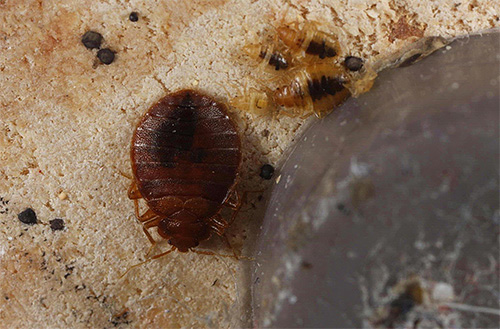 Zur Bekämpfung von Insekten verwendet Klop Control überwiegend Mittel mit nervenlähmender Wirkung, die dabei relativ ungefährlich für Mensch und Tier sind. Zur Bekämpfung von Insekten verwendet Klop Control überwiegend Mittel mit nervenlähmender Wirkung, die dabei relativ ungefährlich für Mensch und Tier sind.