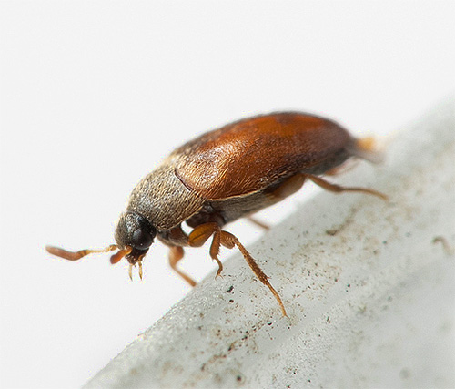 Ein unscheinbarer Speckkäfer kann im Haus beträchtlichen Schaden anrichten.