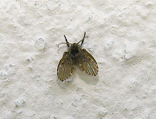 Eine kleine Schmetterlingsmücke an der Wand in der Toilette.