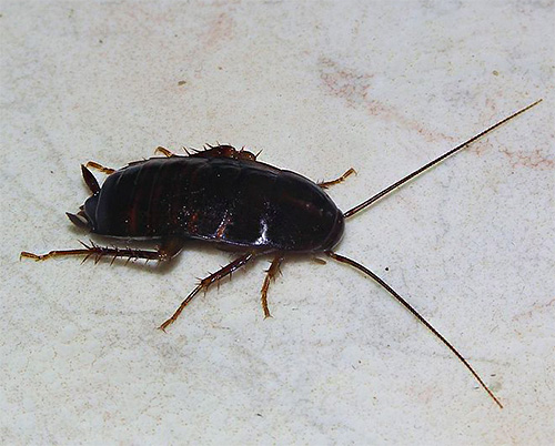 Die schwarze Kakerlake trägt den schönen lateinischen Namen Blatta Orientalis und ist, ebenso wie ihr roter Artgenosse, ein typisches synanthropes Insekt.