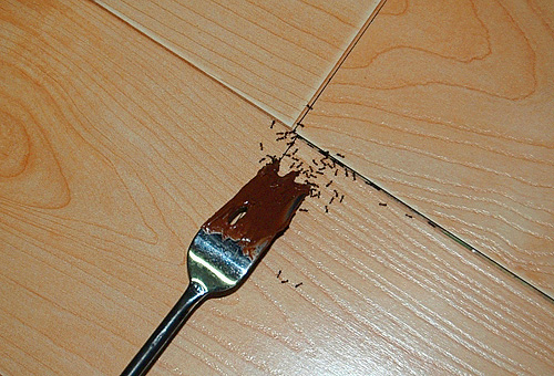 Wenn Sie einen Schokoladenkuchen zubereiten, denken Sie daran, dass ihn nicht nur Ihre Lieben, sondern auch die lästigen Pharaoameisen schätzen könnten.