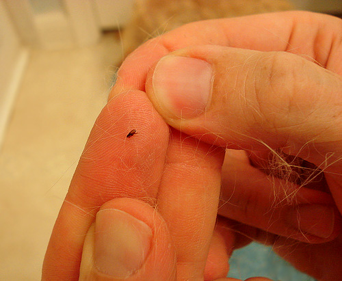 Flöhe sind kleine blutsaugende Insekten, die nicht nur Haustiere, sondern auch Sie selbst beißen können.