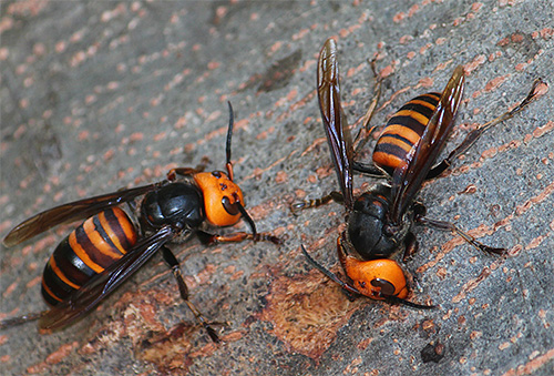 Die asiatische Riesenhornisse gilt als eines der gefährlichsten Insekten; ihr Stich kann mit hoher Wahrscheinlichkeit zum Tod führen. Die asiatische Riesenhornisse gilt als eines der gefährlichsten Insekten; ihr Stich kann mit hoher Wahrscheinlichkeit zum Tod führen.