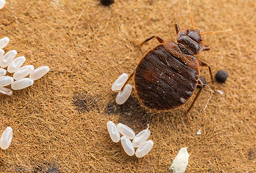 Die Eier der Bettwanzen sind deutlich widerstandsfähiger gegen niedrige Temperaturen als die erwachsenen Tiere und Larven. Die Eier der Bettwanzen sind deutlich widerstandsfähiger gegen niedrige Temperaturen als die erwachsenen Tiere und Larven.