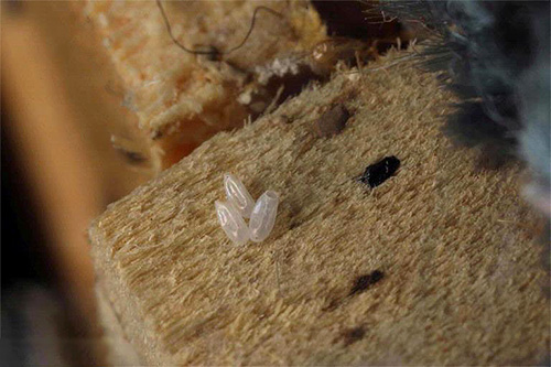 Wanzeneier überleben oft selbst bei der Verwendung starker Insektizide, jedoch zerstört heißer Dampf sie praktisch augenblicklich. Wanzeneier überleben oft selbst bei der Verwendung starker Insektizide, jedoch zerstört heißer Dampf sie praktisch augenblicklich.