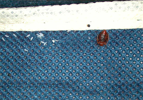 Nicht jedes Insektizid ist in der Lage, die Eier von Bettwanzen abzutöten, sodass nach ein paar Wochen neue Larven schlüpfen können. Nicht jedes Insektizid ist in der Lage, die Eier von Bettwanzen abzutöten, sodass nach ein paar Wochen neue Larven schlüpfen können.