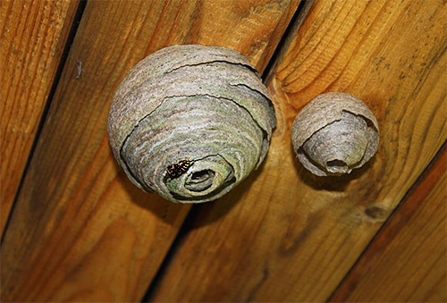 Wespennester an der Decke Wespennester an der Decke