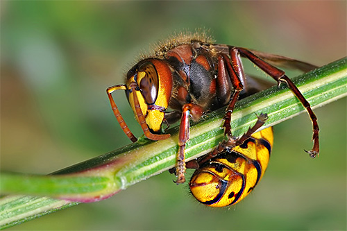 Hausmittel zur Bekämpfung von Wespen und Hornissen sind in ihrer Wirksamkeit oftmals dennoch modernen Insektiziden unterlegen. Hausmittel zur Bekämpfung von Wespen und Hornissen sind in ihrer Wirksamkeit oftmals dennoch modernen Insektiziden unterlegen.