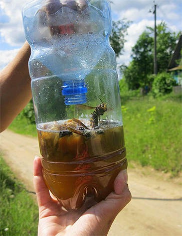 Das Foto zeigt ein Beispiel für eine Falle für Wespen und Hornissen, die aus einer gewöhnlichen Plastikflasche hergestellt wurde. Das Foto zeigt ein Beispiel für eine Falle für Wespen und Hornissen, die aus einer gewöhnlichen Plastikflasche hergestellt wurde.