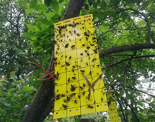 Dies ist ein Beispiel einer Klebefalle für Insekten. Dies ist ein Beispiel einer Klebefalle für Insekten.