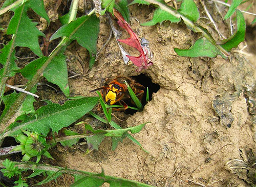 Befindet sich das Nest von Hornissen oder Wespen in der Erde, können die Insekten mit kochendem Wasser beseitigt werden. Befindet sich das Nest von Hornissen oder Wespen in der Erde, können die Insekten mit kochendem Wasser beseitigt werden.