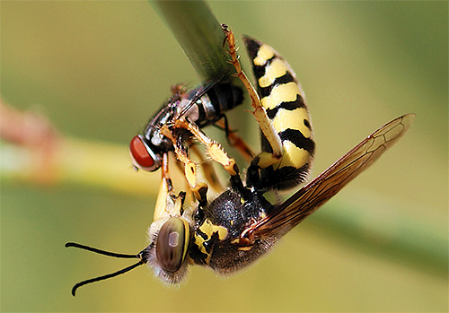 Wespen vernichten eine große Anzahl schädlicher Insekten, daher ist es sinnvoll, bevor man sie loswird, zu überlegen, wie notwendig dies überhaupt ist... Wespen vernichten eine große Anzahl schädlicher Insekten, daher ist es sinnvoll, bevor man sie loswird, zu überlegen, wie notwendig dies überhaupt ist...
