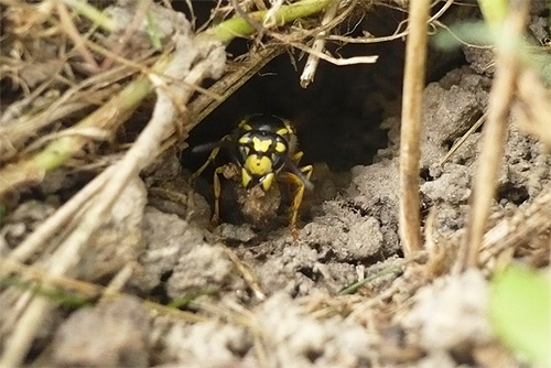 Eine Wespe am Eingang eines Baus, der zu einem ziemlich tief unter der Erde gelegenen Nest führt. Eine Wespe am Eingang eines Baus, der zu einem ziemlich tief unter der Erde gelegenen Nest führt.