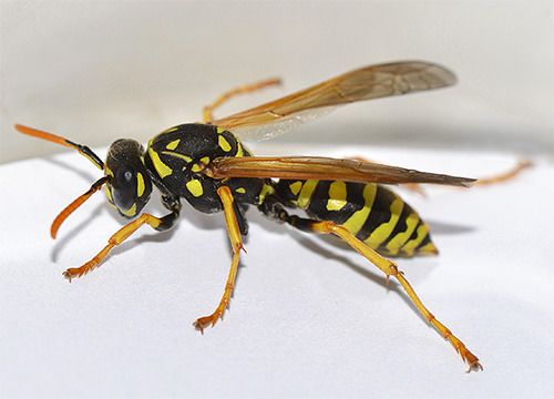 Stiche von stechenden Insekten im Gesicht und am Hals können manchmal lebensbedrohlich sein. Stiche von stechenden Insekten im Gesicht und am Hals können manchmal lebensbedrohlich sein.