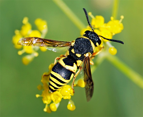 Man kann nie im Voraus sicher sein, dass ein Ausflug in die Natur ohne Begegnung mit Wespen verläuft. Man kann nie im Voraus sicher sein, dass ein Ausflug in die Natur ohne Begegnung mit Wespen verläuft.