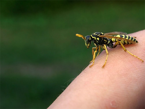 Manche Menschen reagieren überempfindlich auf Insektenstiche – in diesem Fall können die Folgen nicht nur auf Juckreiz beschränkt bleiben. Manche Menschen reagieren überempfindlich auf Insektenstiche – in diesem Fall können die Folgen nicht nur auf Juckreiz beschränkt bleiben.