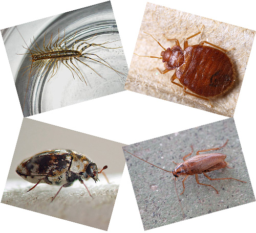 Im Haus können zahlreiche Insekten in der Nähe des Menschen leben, über die wir im Folgenden sprechen werden, mit Fotos, einer Beschreibung ihrer Lebensweise und der Folgen der Nachbarschaft mit ihnen. Im Haus können zahlreiche Insekten in der Nähe des Menschen leben, über die wir im Folgenden sprechen werden, mit Fotos, einer Beschreibung ihrer Lebensweise und der Folgen der Nachbarschaft mit ihnen.