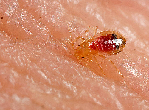 Die Larven der Wanzen ernähren sich ebenso von menschlichem Blut wie die erwachsenen Tiere Die Larven der Wanzen ernähren sich ebenso von menschlichem Blut wie die erwachsenen Tiere