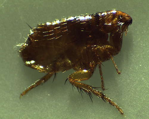 Zu den blutsaugenden Hausinsekten-Parasiten gehören auch Flöhe Zu den blutsaugenden Hausinsekten-Parasiten gehören auch Flöhe