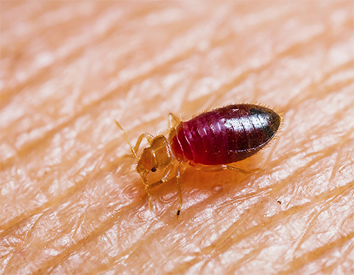 Bettwanzen gehören zu den typischen blutsaugenden Insektenparasiten Bettwanzen gehören zu den typischen blutsaugenden Insektenparasiten