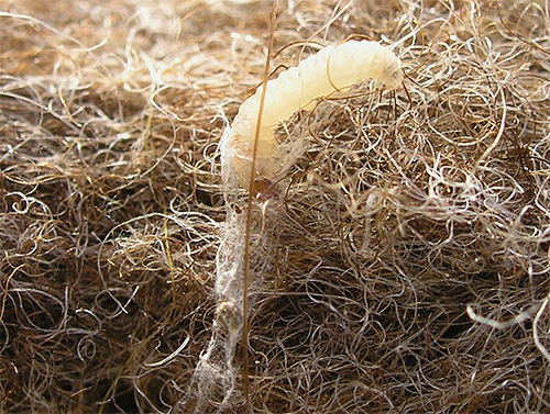 Larve der Kleidermotte Larve der Kleidermotte