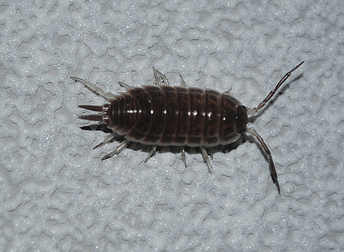 Rollassel (Armadillidium vulgare) Rollassel (Armadillidium vulgare)