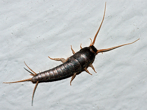 Silberfischchen (Lepisma saccharina) Silberfischchen (Lepisma saccharina)