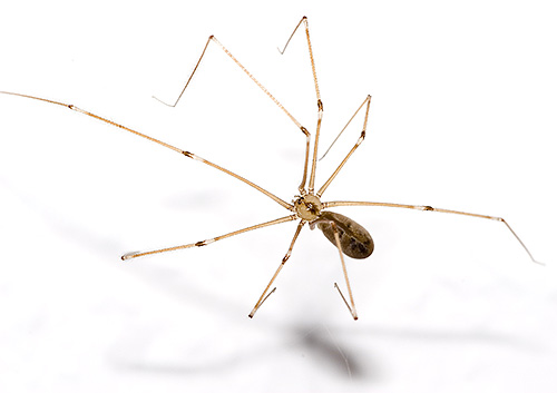 Zitterspinne (Pholcidae) Zitterspinne (Pholcidae)