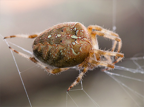 Gartenkreuzspinne im Netz (Araneus diadematus) Gartenkreuzspinne im Netz (Araneus diadematus)