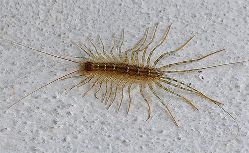 Einige Hausinsekten, wie zum Beispiel Spinnenläufer, fügen dem Menschen durch ihre Anwesenheit keinen Schaden zu. Einige Hausinsekten, wie zum Beispiel Spinnenläufer, fügen dem Menschen durch ihre Anwesenheit keinen Schaden zu.