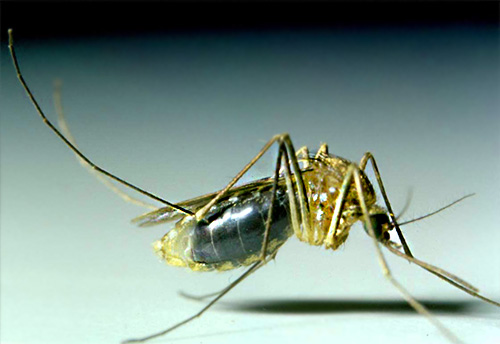 Mücken leben in den meisten Fällen nicht lange im Haus, sondern erscheinen hier nur, um Menschenblut zu saugen. Mücken leben in den meisten Fällen nicht lange im Haus, sondern erscheinen hier nur, um Menschenblut zu saugen