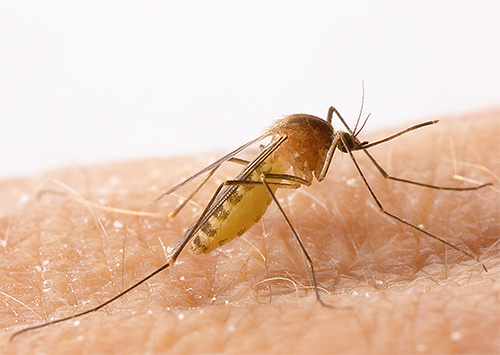 Auf dem Foto ist eine Gemeine Stechmücke zu sehen Auf dem Foto ist eine Gemeine Stechmücke zu sehen