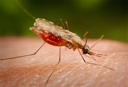 Die Malariamücke unterscheidet sich von der gewöhnlichen Mücke durch ihr Aussehen und die Art, wie sie ihren Körper beim Stich hält. Die Malariamücke unterscheidet sich von der gewöhnlichen Mücke durch ihr Aussehen und die Art, wie sie ihren Körper beim Stich hält
