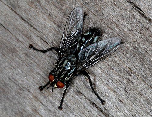 Graue Fleischfliege (Sarcophagidae) Graue Fleischfliege (Sarcophagidae)