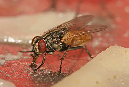 Auf ihren Beinen können Fliegen Erreger gefährlicher Infektionen und Wurmeier übertragen. Auf ihren Beinen können Fliegen Erreger gefährlicher Infektionen und Wurmeier übertragen.