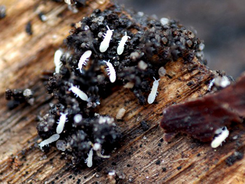 Springschwänze können in der Erde von Blumentöpfen von Zimmerpflanzen gefunden werden. Springschwänze können in der Erde von Blumentöpfen von Zimmerpflanzen gefunden werden.