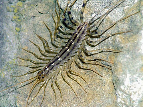 Manche Insekten im Haus, die nicht besonders ansehnlich sind, sind im Großen und Ganzen für den Menschen harmlos und schaden weder Lebensmitteln noch Gegenständen. Manche Insekten im Haus, die nicht besonders ansehnlich sind, sind im Großen und Ganzen für den Menschen harmlos und schaden weder Lebensmitteln noch Gegenständen.