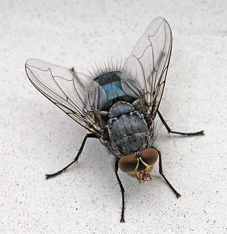 Und einige Insekten, die man zu Hause antreffen kann, sind hier nur zufällige Gäste von draußen. Und einige Insekten, die man zu Hause antreffen kann, sind hier nur zufällige Gäste von draußen.