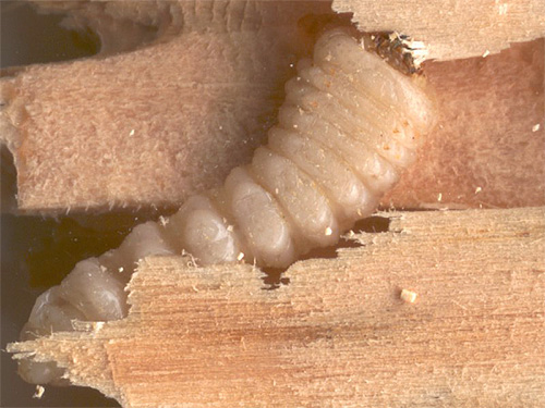 Die Aktivität mancher Insekten ist für das Auge unsichtbar, kann jedoch erheblichen Schaden am Haus selbst verursachen. Die Aktivität mancher Insekten ist für das Auge unsichtbar, kann jedoch erheblichen Schaden am Haus selbst verursachen.