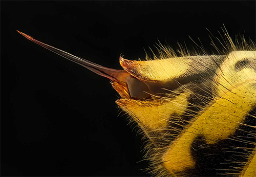 Man darf die Stichstelle nicht auf der Suche nach dem Stachel aufkratzen, denn Wespen hinterlassen ihn im Gegensatz zu Bienen nicht in der Wunde. Man darf die Stichstelle nicht auf der Suche nach dem Stachel aufkratzen, denn Wespen hinterlassen ihn im Gegensatz zu Bienen nicht in der Wunde.