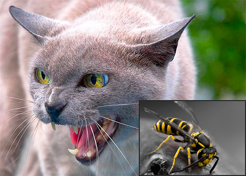 In manchen Fällen kann ein Wespenstich für Katzen tatsächlich eine erhöhte Gefahr darstellen... In manchen Fällen kann ein Wespenstich für Katzen tatsächlich eine erhöhte Gefahr darstellen...
