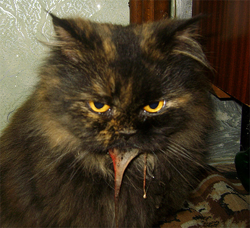 Ein besorgniserregendes Zeichen ist Erbrechen bei der Katze, das einige Zeit nach dem Insektenstich auftritt. Ein besorgniserregendes Zeichen ist Erbrechen bei der Katze, das einige Zeit nach dem Insektenstich auftritt.