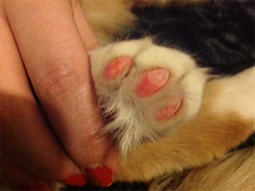 Wenn der Wespenstich auf die Pfote einer Katze erfolgt ist, kann an dieser Stelle eine Schwellung oder eine Blase auftreten. Wenn der Wespenstich auf die Pfote einer Katze erfolgt ist, kann an dieser Stelle eine Schwellung oder eine Blase auftreten