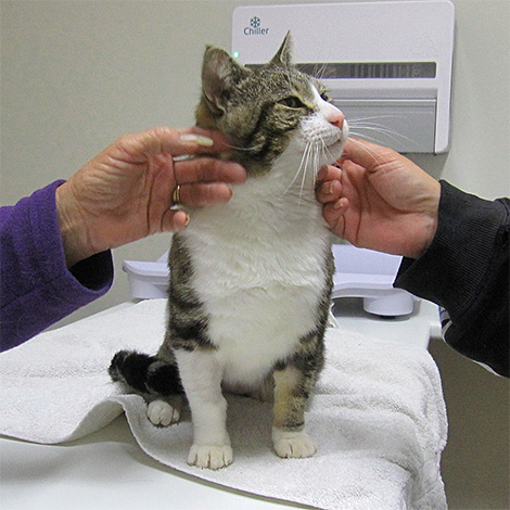 Bei offensichtlichen Komplikationen nach einem Insektenstich ist es ratsam, die Katze so schnell wie möglich zu einem Tierarzt zu bringen. Bei offensichtlichen Komplikationen nach einem Insektenstich ist es ratsam, die Katze so schnell wie möglich zu einem Tierarzt zu bringen.