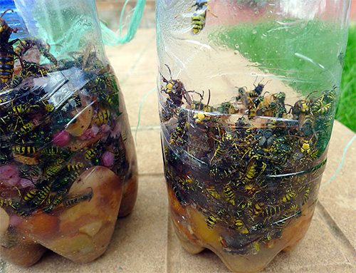 Durch die Zugabe eines geruchlosen Giftstoffs zum Köder kann die Prozedur der Befreiung der Falle von gefangenen Insekten erheblich vereinfacht werden. Durch die Zugabe eines geruchlosen Giftstoffs zum Köder kann die Prozedur der Befreiung der Falle von gefangenen Insekten erheblich vereinfacht werden.