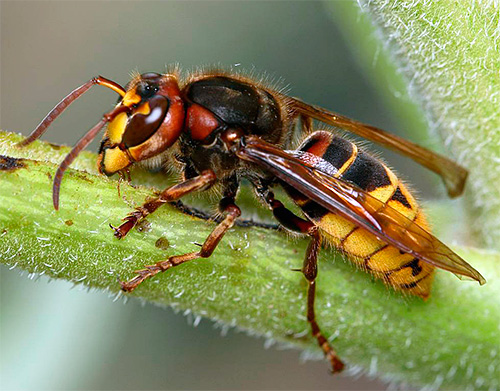 Hornissen sind jedoch recht große und kräftige Insekten, sodass nicht jedes Fliegenklebeband sie festhalten kann Hornissen sind jedoch recht große und kräftige Insekten, sodass nicht jedes Fliegenklebeband sie festhalten kann